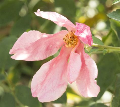 GardenZeus Recommendations for Old Garden Rose Varieties in California ...