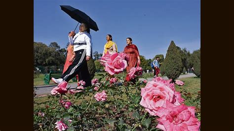 Chandigarh: 3-day Rose Festival to kick off from February 17 with array of events - Hindustan Times