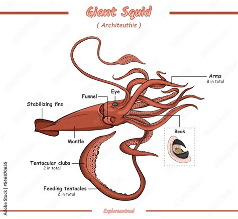 Anatomy of a giant squid Stock Vector | Adobe Stock