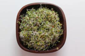 6 Incredible Health Benefits of Broccoli Sprouts | Life and Dirt