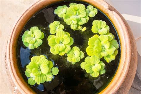 Duckweed Edible For Humans: Are All Duckweed Edible?