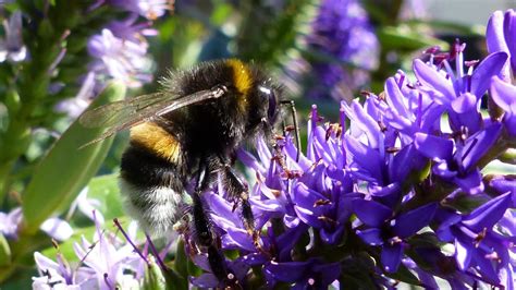 Buff-tailed Bumblebee | MarkEisingBirding