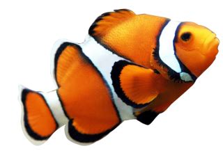 Fish PNG, Fish Transparent Background - FreeIconsPNG