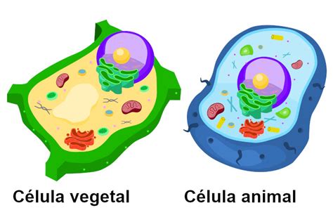 Credo Apoio, suporte Finalmente celula animal e vegetal desenho Festa livro didático Viajante