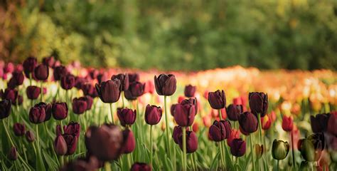 Download Depth Of Field Red Flower Nature Tulip HD Wallpaper