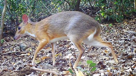 Silver-Backed Chevrotain, With Fangs And Hooves, Photographed In Wild For First Time : NPR