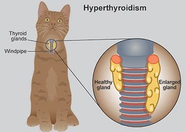 What is The Best Food to Feed a Cat With Hyperthyroidism? | Catienda