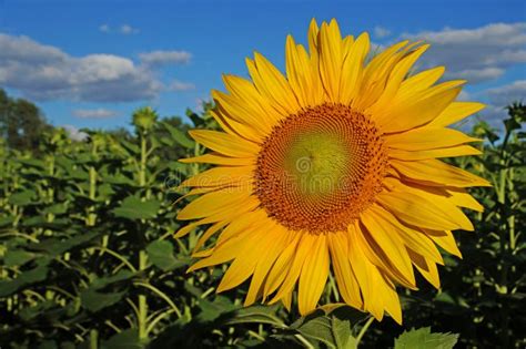 Sunflower blossoms stock photo. Image of flora, colorful - 96825922