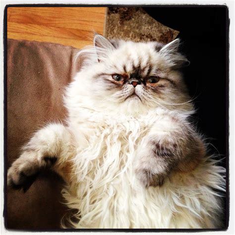 Persian Cat - Grumpy | Persian cat, Cats, Pedigree cats