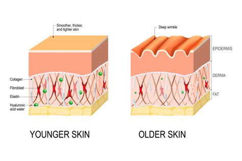 Is Collagen Supplementation Really Benefitting Your Skin? - UPMC & Pitt ...