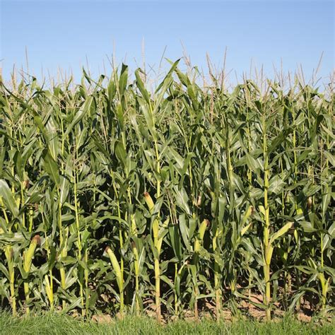 Premium Photo | Corn field in autumn ready for harvest