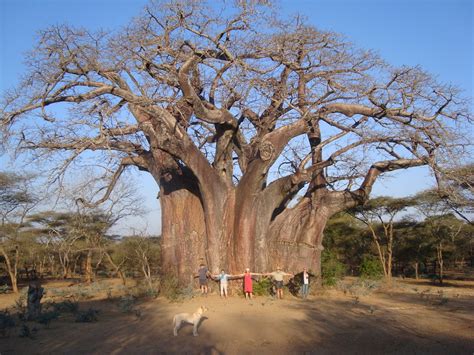 Baobab Tree, Zimbabwe. : HumanForScale