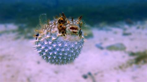 12 Interesting Puffer Fish Facts for Kids (2023 Updated)