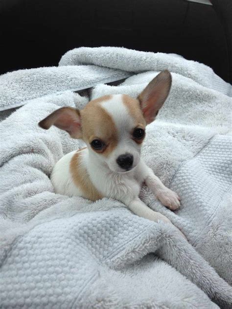 Chihuahua Breeders In Washington State | PETSIDI