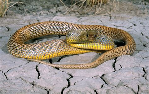 9 of the World’s Deadliest Snakes - Animal Encyclopedia