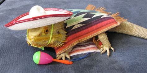 Mexican Fiesta Costume for Bearded Dragons, Reptiles, and Small Animals ...