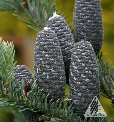 Abies balsamea ‘Tyler Blue’-cones – Hickory Hollow Nursery and Garden Center in 2020 | Garden ...