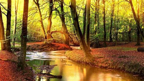 🥇 Water landscapes nature trees outdoors wallpaper | (36038)