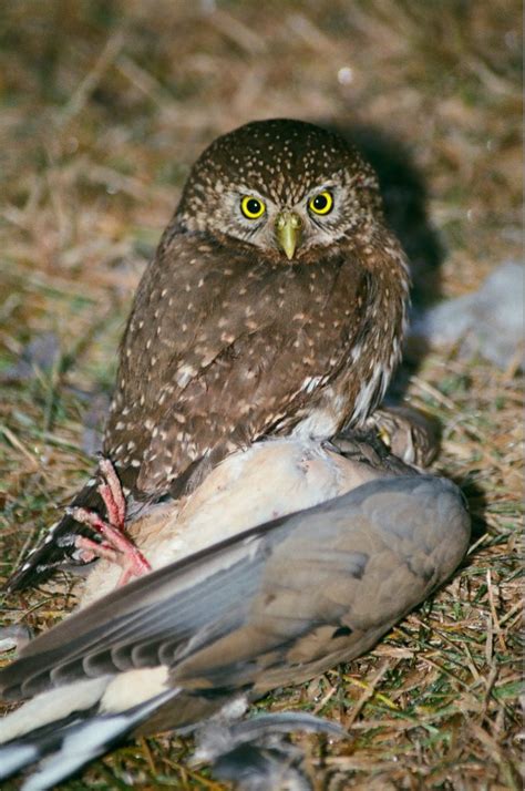 Pygmy Owl - FeederWatch