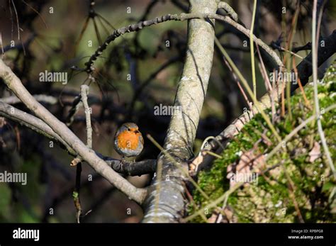 Robin, UK wild bird Stock Photo - Alamy