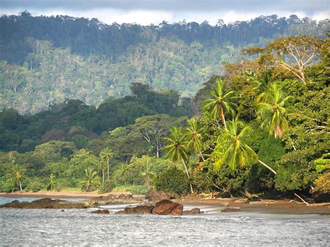 About Osa Peninsula Costa Rica | Drake Bay Birdwatching