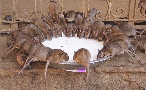 The mouse temple crawls at the foot of tourists in India