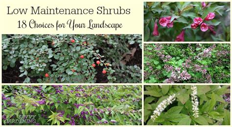 Low Maintenance Shrubs: 18 Choices for Your Garden