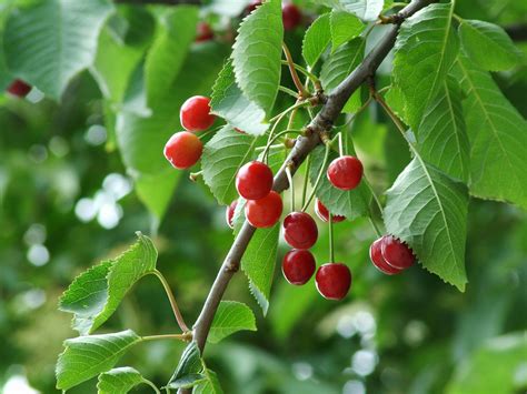 Fruit Trees In Nc | Fruit Trees