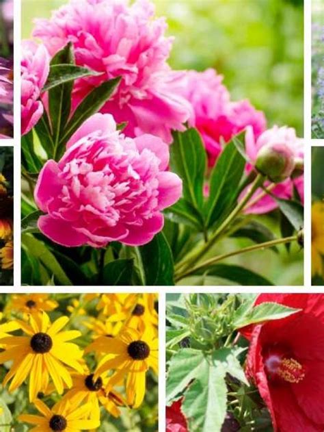 7 Low Maintenance Full Sun Perennials - Garden Tips for All