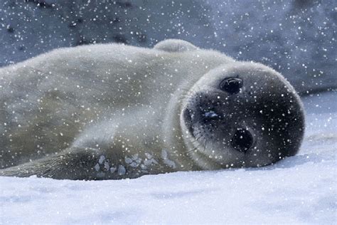 Monk Seal Gif - IceGif