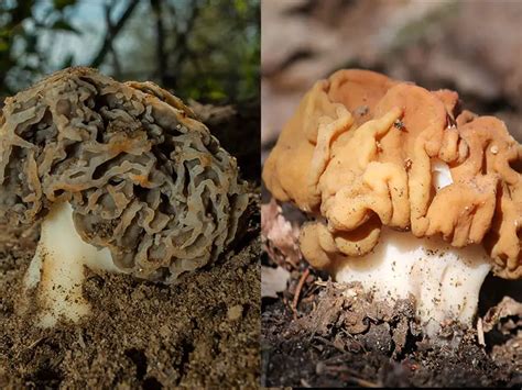 What is the Difference Between a Real Morel and a False One? – Mushroom Flow