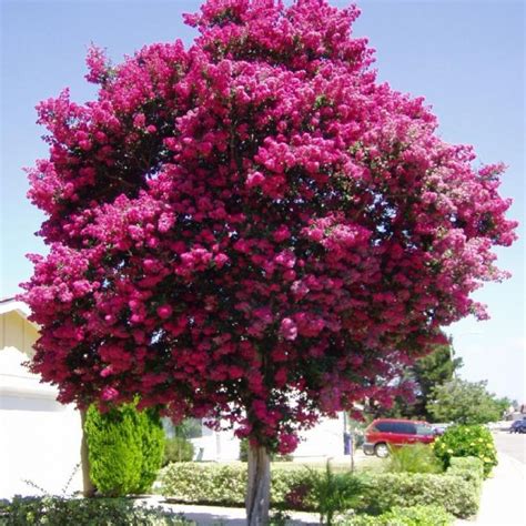 Buy Crapemyrtle (Lagerstroemia Indica) 50+ seeds online :: Seeds :: HobbySeeds Store