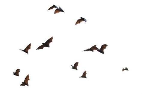 "Bats Flying" Images – Browse 5,411 Stock Photos, Vectors, and Video ...