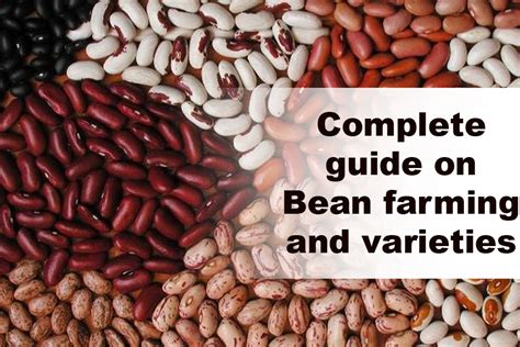 Best guide to successful beans farming, varieties and where to buy ...