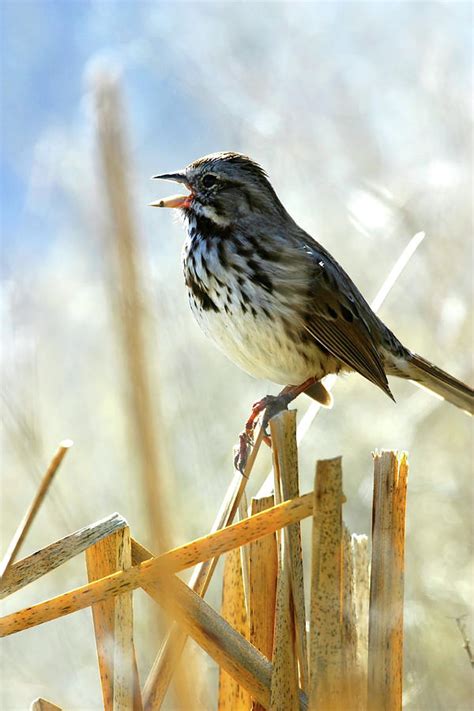 Song Sparrow Singing, Tule Lake Nwr, California Photograph by Robert Mutch