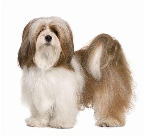 Lhasa Apso: High-maintenance, intelligent and loyal dog breed