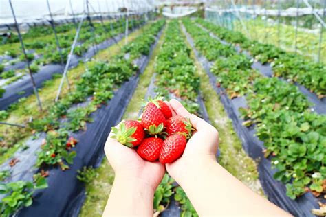 Where to Pick Your Own Strawberries in Hong Kong | Yoga, Wine & Travel