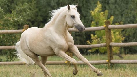 Beautiful White Horse Grass Fence Hd Wallpapers : Wallpapers13.com