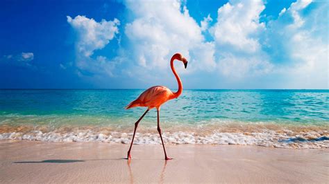 Flamingo Bird Wallpapers - Wallpaper Cave