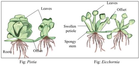 Underground Stem Examples