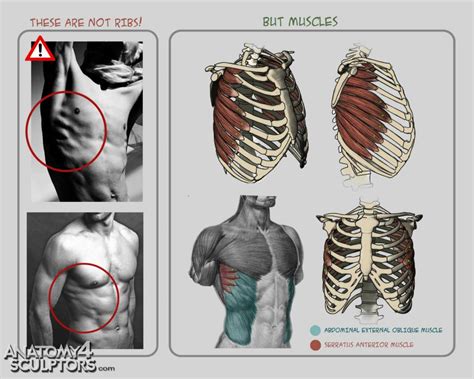 47+ Anatomy For Sculptors Background