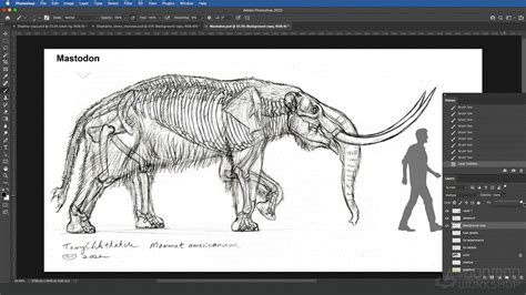 Elephant Anatomy Vol. 2: Prehistoric Studies & Imaginary Concepts | The Gnomon Workshop