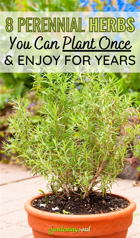 8 Perennial Herbs You Can Plant Once & Enjoy For Years