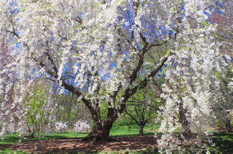 Cherry Blossoms at Arnold Arboretum Photograph by John Burk - Fine Art America