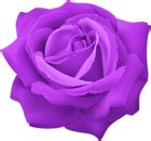 Purple Rose Flower Clip Art Image | Gallery Yopriceville - High-Quality Free Images and ...