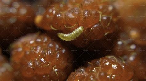 Fruit Worm Crawls Into Rotten Raspberry - Stock Photos | Motion Array