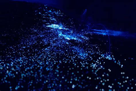 What Is Bioluminescent Algae?