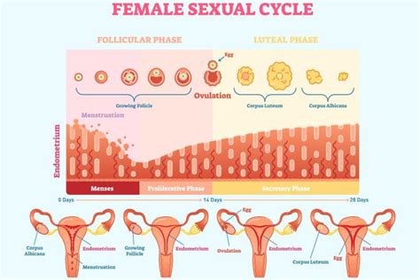 Endometrium Thickness In Pregnancy: Symptoms and Treatment