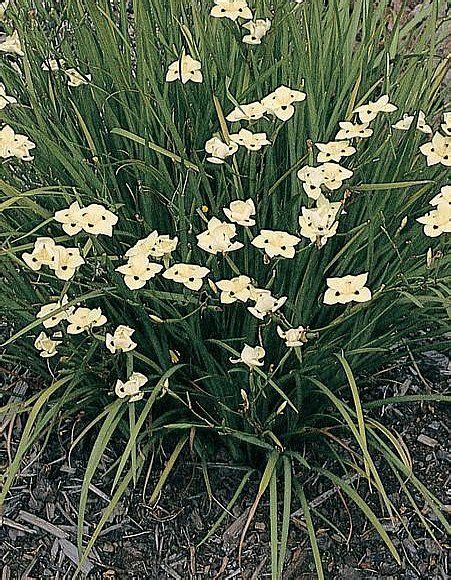 Yellow African Iris | Dietes bicolor - Peacock Flower :: Plant Nursery ...