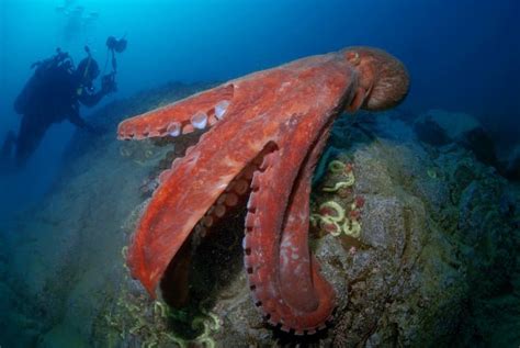 14 Fascinating Giant Pacific Octopus Facts - Fact Animal
